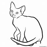 Devon Rex Coloring Cat Drawing Pages Printable Step Sketchok sketch template