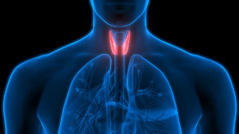 thyroid hormone therapy mayascript