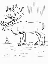 Arctic Hirsch Malvorlage Tundra Reindeer Malvorlagen Getcolorings Drucken Collegesportsmatchups Ausdrucken Coloringbay Ecosystem sketch template