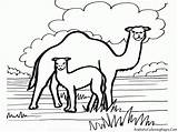 Coloring Pages Grassland Camel Grasslands Library Clipart Getdrawings Comments Coloringhome Caravan Drawing Kids Book sketch template