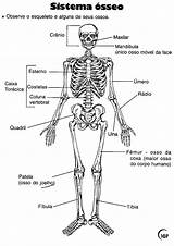 Esqueleto Ossos Anatomia Corpo Atividades Cranio Sistema Crânio Estudo Dos Humana Osso Atividade Esquelético Uma Completar Recortar Trabalho Ossea Educativas sketch template