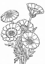 Coloring Chrysanthemum Pages Drawing Chrysanthemums Printable Flowers Carinatum Getdrawings Adults sketch template