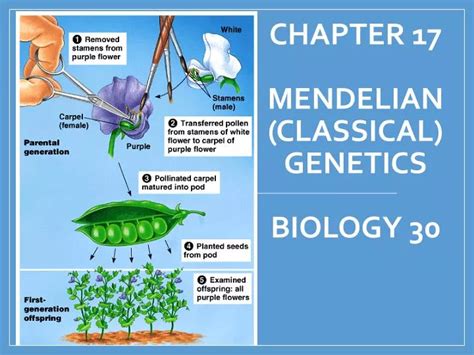 Ppt Chapter 17 Mendelian Classical Genetics Biology 30 Powerpoint