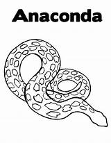 Snake Coloring Anaconda Predator sketch template