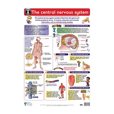 The Central Nervous System Lets Look