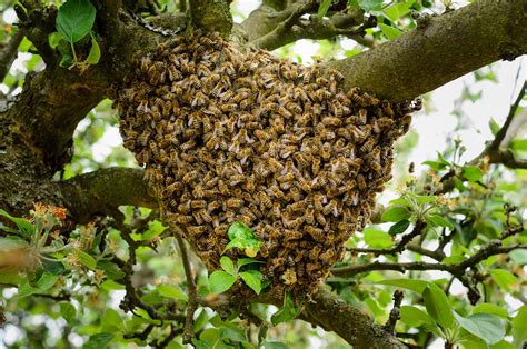 fascinating facts  honey bees