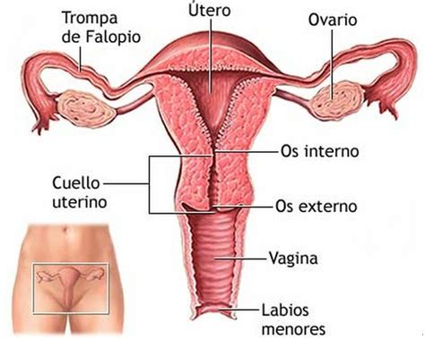 Natural Remedies For Vaginal Dryness Treatment How To Treat Vaginal