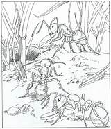 Kleurplaat Mieren Fourmi Kleurplaten Dessin Cigale Natuur Mier Volwassenen Coloriage Ant Ausmalbilder Ants Ums Natur Haus Kleuterdigitaal Colorier Colony Grond sketch template