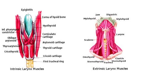 figure laryngeal muscles image courtesy orawan statpearls ncbi