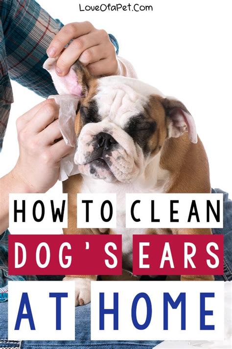 clean dogs ears  home  steps love   pet