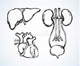 Vector Drawing Bladder Cardiovascular Kidneys Preview sketch template