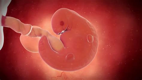 animation showing a 6 month old fetus stock footage video