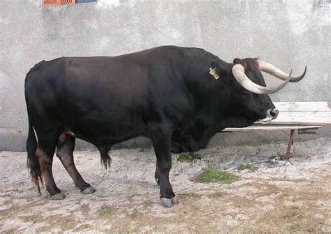 breeding  blog cattle  designer aurochs