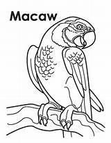 Macaw Ecdn Flying sketch template