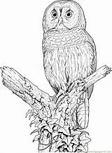 Owl Coloring Pages Barred Printable Drawing Owls Colouring Perched Color Sheets Snowy Animal Flying Print Cute Adult Google Kids Tutorial sketch template