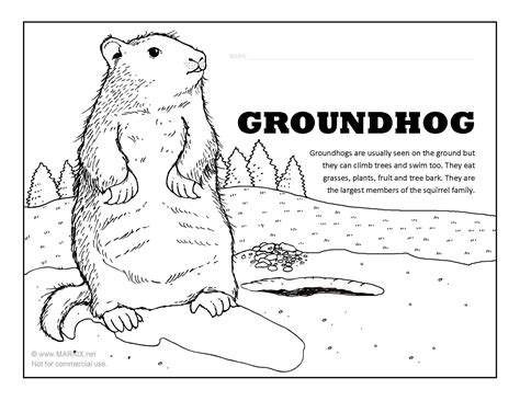 groundhog coloring pictures    printable coloring
