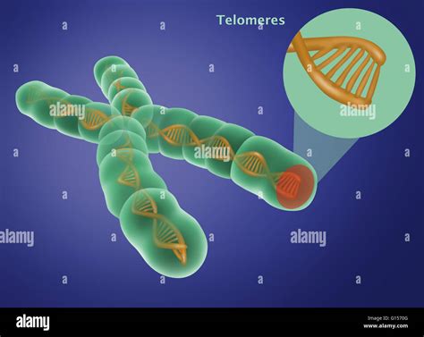 Illustration Of A Chromosome With Telomere Chromosomes Are Composed Of