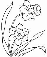 Daffodil Printable Clip Daffodils Clipart Cliparts Drawing Coloring Pages Library Flower Spring sketch template