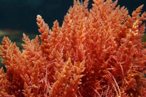 red algae marine seaweed rhodophyta britannica