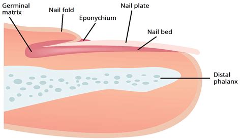 anatomy  nail unit stylingbodies