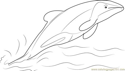 coloring pages  baby dolphins coloringpages
