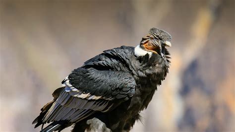 andean condor san diego zoo animals plants