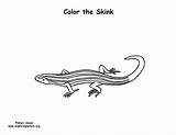 Skink Coloring Lined Five Sponsors Wonderful Support Please 612px 32kb sketch template