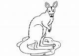 Kangoeroe Malvorlagen Kanguru Animaatjes Malvorlagen1001 sketch template