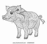 Pig Mandala Adults Mandalas Schwein Zentangle sketch template