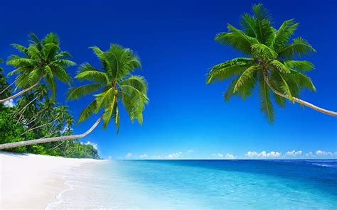 bilder strand meer natur palmen tropen baeume
