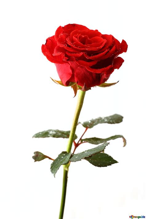 elegant rose  image