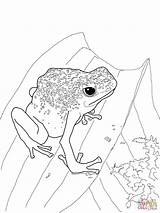 Frog Dart Poison Frogs Rainforest Supercoloring sketch template