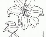 Lily Coloring Pages Flower Easter Lilies Drawing Line Water Tiger Flowers Printable Monet Exotic Getdrawings sketch template