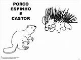 Porco Espinho Castor sketch template