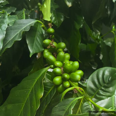 coffee tree care house plant hobbyist