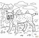 Coloring Bobcat Pages Forest Animals Rushmore Animal Drawing Swamp Mt Mount Color Printable Bobcats Habitat Getcolorings Viii Henry Getdrawings Colorings sketch template