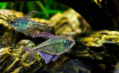 popular tetra fish types aquariumfreakscom freshwater aquarium blog