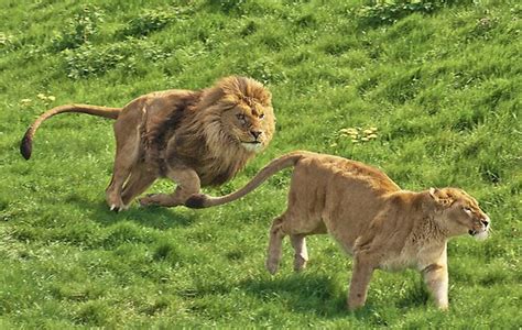 lions chasing  john dickson redbubble