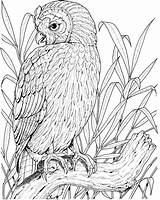 Owl Coloring Pages Printable Color Perched Realistic Owls Adults Drawing Birds Sheets Clipart Supercoloring sketch template