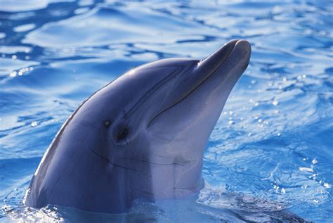 How To Tell The Difference Between Dolphins And Porpoises