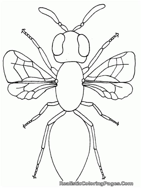 outline   insect clip art library