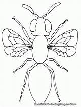 Insect Mewarnai Serangga Adults Anggota Tubuh Lebah Onlycoloringpages sketch template