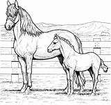 Horse Coloring Pages Printable Mare Colt Horses Family Farm Color Animals Print Sheets Colouring Stall Sheet Baby Book Animal Rearing sketch template