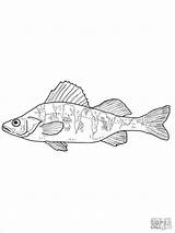 Perch Fish Persico Template Flussbarsch Coloringbay Perches Ausmalbild Stampare Supercoloring sketch template
