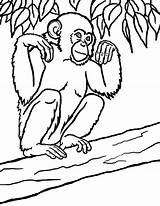Chimpanzee Monkey Coloringsun sketch template