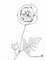 Coquelicot Colorier Fleurs Poppy sketch template