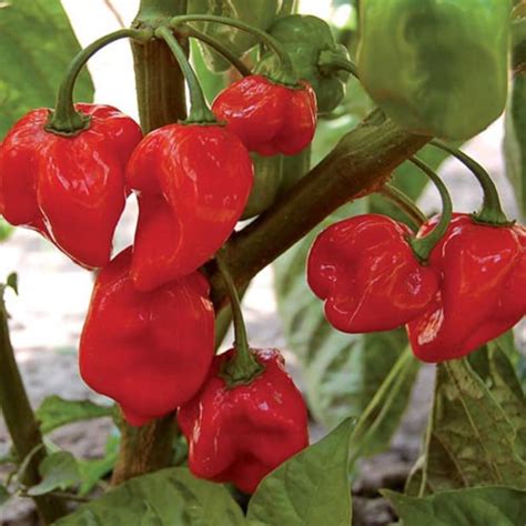 caribbean red habanero heirloom hot pepper seeds etsy