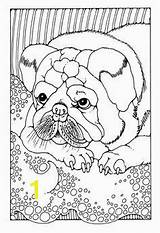 Weimaraner Coloring Pages Beautiful Pixabay Divyajanani Dogs sketch template