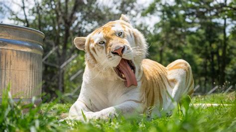 Beautiful Golden Tabby Tiger Aww Hot Sex Picture