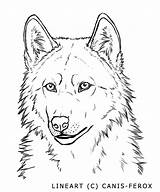 Wolf Outline Face Lineart Coloring Line Drawing Drawings Wolves Angry Sketch Animal Easy Canis Ferox Man Cliparting Base Kids Clip sketch template